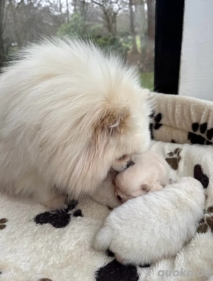 Pomeranian Zwergspitz Welpen