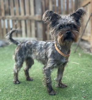 Laya - kleine, freundliche Hündin sucht ihr Zuhause