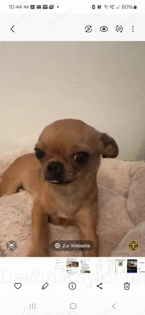 SUCHE Chihuahua kurzhaar