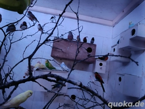 Ziervögel, Paradies Vögel, Zebra Finken,Gouldamadinen