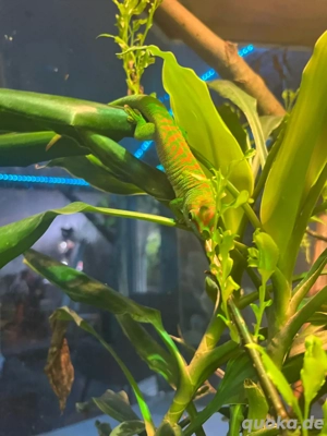 Große Madagaskar-Taggeckos (Phelsuma grandis)