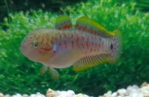 Schwarzfleck- Schläfergrundel