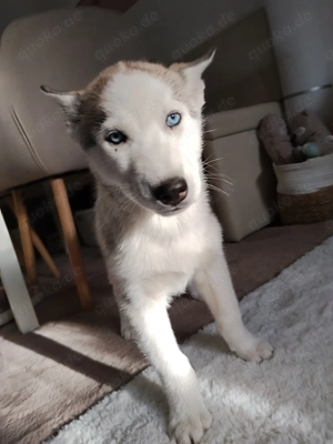 1 Siberian Husky Welpen Rüden