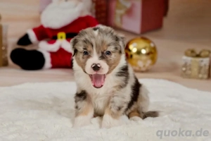 Traumhafte Australian Shepherd Welpen suchen Ihre Familien