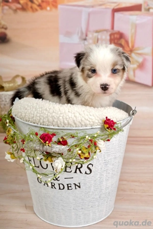 Traumhafte Australian Shepherd Welpen suchen Ihre Familien