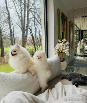  Deckrüde Pomeranian zwergspitz