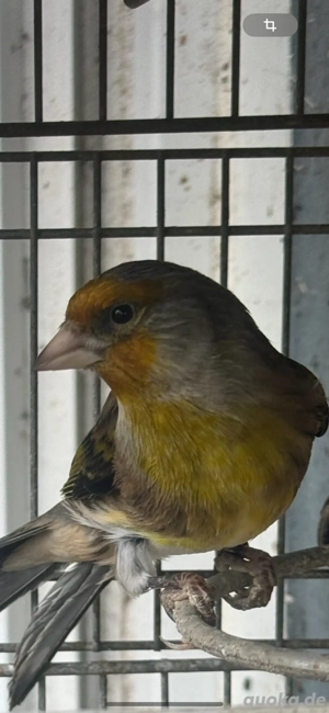 Stieglitz X Kanarien Mischling 