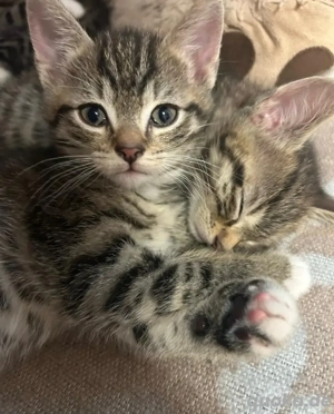 Süsse Babykatzen suchen ein neues Haus 