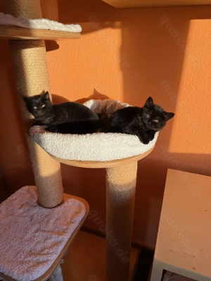 BKH-Kitten mit Stammbaum suchen ein liebevolles Zuhause