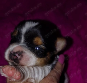 Noch 3 süße Biewer Yorkshire Welpen m w