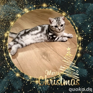 Ein wunderschönes BKH-Kitten (Kater) sucht liebevolles Zuhause. 