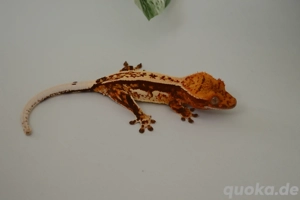 0.1 Kronengecko Weibchen NZ 2025