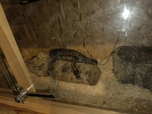 Königs Python Classic 