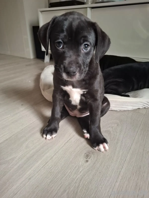 Boxer labrador mix 