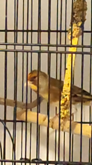 mischling  Hahn stieglitz X kanariern