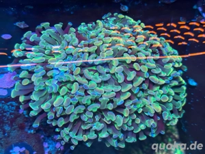 Euphyllia Paraancora Hologram