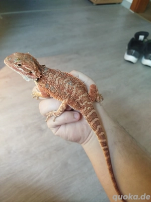 1.0 Bartagame NZ Juni 25 Reptilien Echse