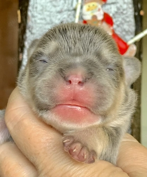 Premium Französische Bulldoggen Welpen aus promovierter Zucht