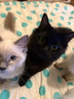 norwegische waldkatze 