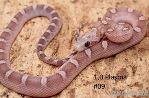 Kornnatter NZ 2025 Lavender+Bloodred 