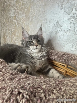 Chatons mâles et femelles de Maine Coon 