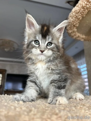 Süße Maine Coon Kätzchen suchen ein neues Zuhause