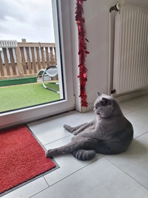 BKH Katter zu verkaufen. 