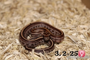 Kornnatter babys zu verkaufen 