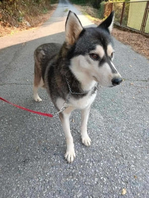 Alaskan Malamute Hündin KINDERLIEB  2J Ausreise nach Adoption bundesweit möglich