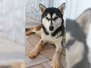 Alaskan Malamute Hündin KINDERLIEB  2J Ausreise nach Adoption bundesweit möglich