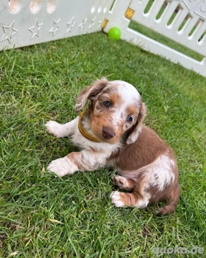 35% Winter-Rabatt auf unsere bezaubernden Zwergdackel-Welpen Nur für kurze Zeit WhatsApp 1791504259