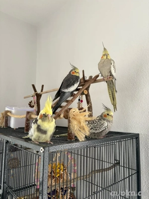 Handzahme Nymphensittiche Nestjung Ältere