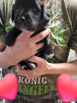 border Collie mix welpen