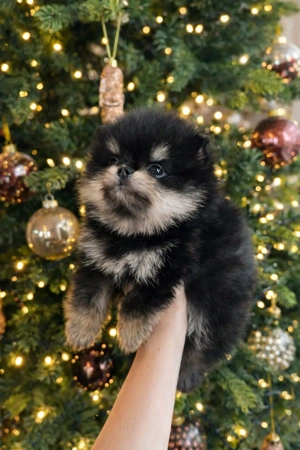 Zwergspitz   Pomeranian Welpen gesund, verspielt & familienfreundlich