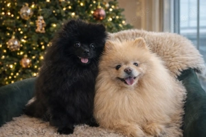 Zwergspitz   Pomeranian Welpen gesund, verspielt & familienfreundlich