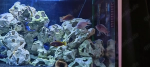 Malawi Buntbarsche abzugeben