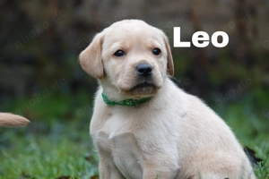 Labrador Welpen auszugsbereit 
