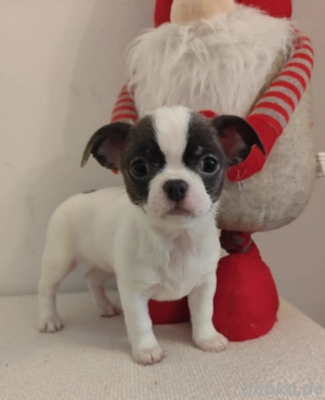 Süße Chihuahua-Welpen   3 Rüden & 3 Hündinnen   sofort ins Herz verliebt!