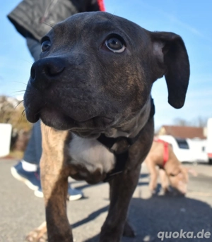 *auszugsbereit* Einzigartige American Bully XL Welpen