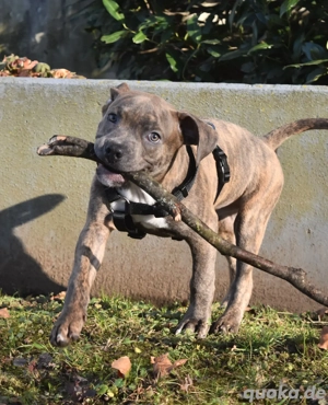*auszugsbereit* der letzte einzigartiger American Bully XL Welpe aus unserem Wurf 