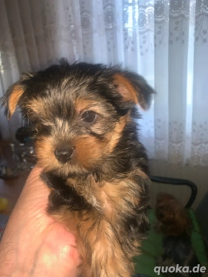 york shiere welpen pop 