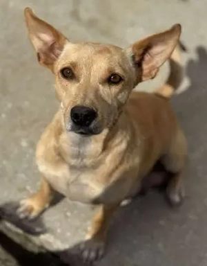 Milla - unsere liebevolle Supermama - befreit von der Kette