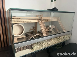 Zwerghamster mit Terraium