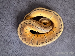 Lemon Blast het. Albino 0.1