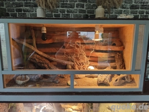 Terrarium inkl 3 Leopardgeckos