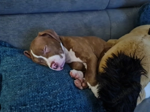 American Bully XL Welpe 