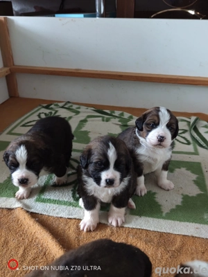 Bernhardiner - Bernersennen Welpen 