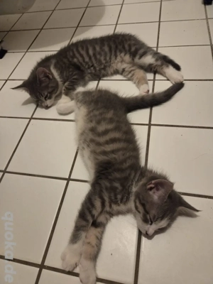 Katzenbabys 