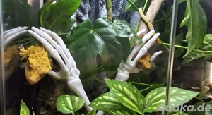 Kronengecko Pärchen mit Terrarium 