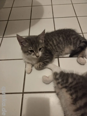 Katzenbabys 